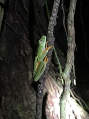 Hylomantis granulosa