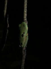 Hylomantis granulosa