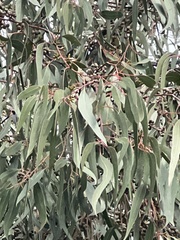 Eucalyptus goniocalyx