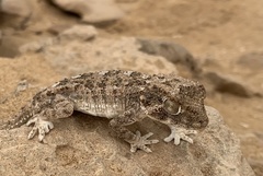 Tarentola chazaliae