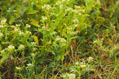 Acicarpha tribuloides