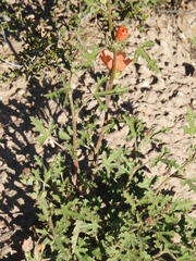 Sphaeralcea australis