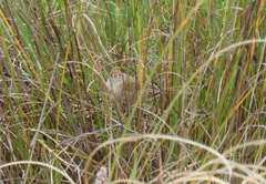 Spartonoica maluroides