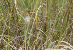 Spartonoica maluroides