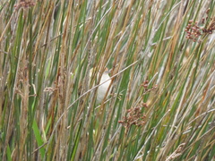 Spartonoica maluroides