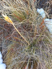 Aciphylla lyallii