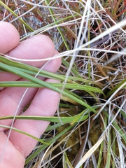 Aciphylla lyallii