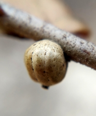 Kermesidae