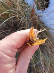 Aciphylla lyallii
