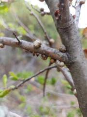 Kermesidae
