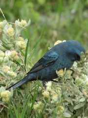 Cyanoloxia glaucocaerulea