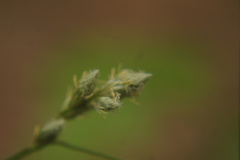 Carex longii