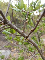 Kermesidae