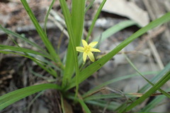 Hypoxis rigida