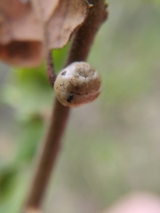 Kermesidae