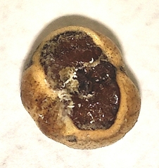 Kermesidae