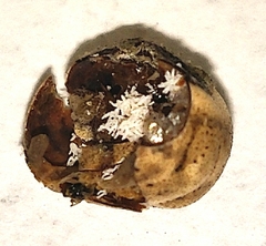 Kermesidae