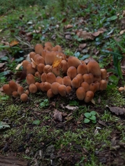 Coprinellus micaceus