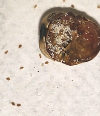 Kermesidae