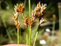 Carex mariposana
