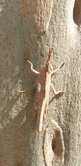 Goniaea opomaloides