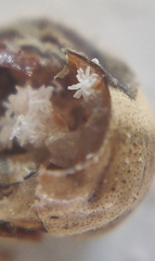 Kermesidae