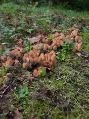 Coprinellus micaceus