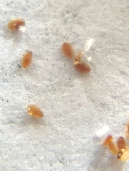 Kermesidae