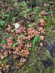 Coprinellus micaceus