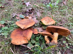 Cortinarius caryae