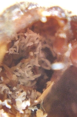 Kermesidae
