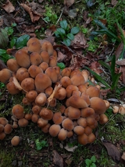 Coprinellus micaceus