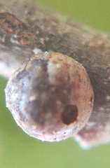 Kermesidae