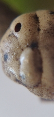 Kermesidae