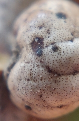 Kermesidae