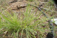 Carex longii