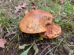 Cortinarius caryae