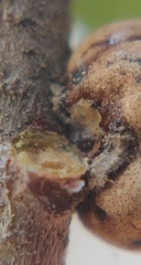 Kermesidae