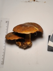 Cortinarius caryae