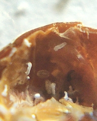 Kermesidae