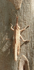 Goniaea opomaloides