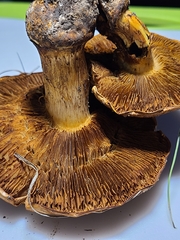 Cortinarius caryae