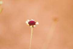 Helenium radiatum
