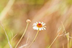 Helenium radiatum