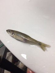 Notropis atherinoides