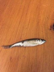 Notropis atherinoides