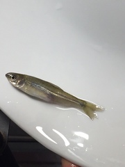 Notropis atherinoides