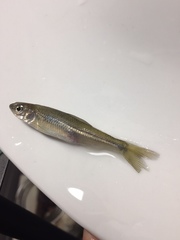 Notropis atherinoides