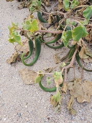 Proboscidea althaeifolia