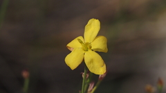 Menodora scabra glabrescens